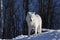A Portrait of a lone Arctic wolf standing on a rocky cliff looking over his territory in winter in Canada