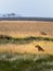 Portrait of a lone lioness sitting on the savannah grass. Beautiful savannah background