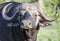 Portrait of a lone male African buffalo with a challenging look