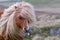 A portrait of a lone Shetland Pony on a Scottish Moor on the She
