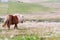 A portrait of a lone Shetland Pony on a Scottish Moor on the Shetland Islands