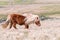 A portrait of a lone Shetland Pony on a Scottish Moor on the Shetland Islands