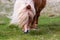 A portrait of a lone Shetland Pony on a Scottish Moor on the Shetland Islands