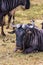 Portrait of lonely wildebeest. Crater NgoroNgoro, Tanzania, Africa