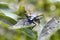 Portrait of a long black beetle The longhorn beetles; Cerambycidae
