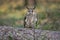 Portrait of a long eared owl