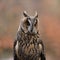 Portrait of long-eared owl Asio otus isolated on orange background. Owl face with big orange eyes. Wildlife scene from nature