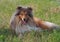 Portrait of long-haired collie