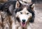 Portrait of long haired husky