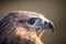 Portrait of Long-legged buzzard