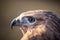 Portrait of Long-legged buzzard