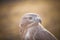 Portrait of Long-legged buzzard