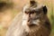 Portrait of a Long-tailed macaque monkey, looking out