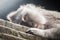 Portrait of long tailed macaque monkey lying down on wall