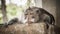 Portrait of long tailed macaque monkey lying down on wall