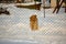 Portrait of a longhaired mutt dog in the snowy yard.