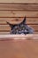 Portrait looking whiskered green-eyed Maine Coon cat peeking out from behind chiffonier. Close-up fluffy big cat.