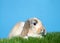 Portrait of a lop eared bunny rabbit in grass