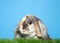 Portrait of a lop eared calico bunny rabbit in grass