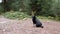 Portrait of a Lost Black Dog with a Collar on a Blurred Background of a Forest