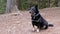 Portrait of a Lost Black Dog with a Collar on a Blurred Background of a Forest