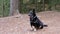 Portrait of a Lost Black Dog with a Collar on a Blurred Background of a Forest