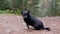 Portrait of a Lost Black Dog with a Collar on a Blurred Background of a Forest