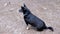 Portrait of a Lost Black Dog with a Collar on a Blurred Background of a Forest