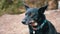 Portrait of a Lost Black Dog with a Collar on a Blurred Background of a Forest