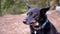 Portrait of a Lost Black Dog with a Collar on a Blurred Background of a Forest