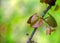 A portrait of love in nature with a heart shaped leaf