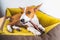 Portrait Lovely Basenji puppy dog enjoying his treat in puppy mat at white wall background.