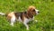 Portrait of lovely beagle dog with kind sad velvet eyes