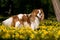 Portrait of lovely Cavalier King Charles spaniel