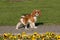 Portrait of lovely Cavalier King Charles spaniel