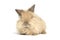 Portrait of lovely and cute young Lionhead rabbit with brown long hair, happy adorable fluffy bunny pet on white background