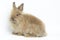Portrait of lovely and cute young Lionhead rabbit with brown long hair, happy adorable fluffy bunny pet on white background