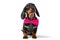 Portrait of lovely dachshund puppy with festive pink bow tie around its neck, who obediently sits and looks up