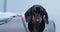 Portrait of lovely dachshund puppy, who listens attentively to someone with intelligent look and takes dictation with