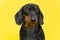 Portrait of lovely dachshund puppy who obediently sits with serious or unhappy look, following a command, yellow