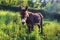Portrait of a lovely donkey, Equus asinus.