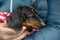 Portrait of lovely frozen dachshund puppy wrapped in blanket, which owner in warm puffed jacket holds in hands, close up