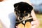 Portrait of lovely japanese black and tan shiba inu puppy stitting outside