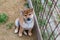Portrait of lovely japanese red puppy of Shiba inu sitting on the ground