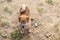 Portrait of lovely japanese shiba inu puppy standing outside on the ground and looking to the camera