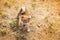 Portrait of lovely japanese shiba inu puppy standing outside on the ground and looking to the camera