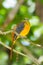 Portrait lovely of Orange-breasted Trogon