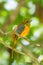 Portrait lovely of Orange-breasted Trogon