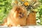 Portrait of lovely pomeranian dog with flowers in summer on nature green background