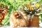 Portrait of lovely pomeranian dog with flowers in summer on nature green background